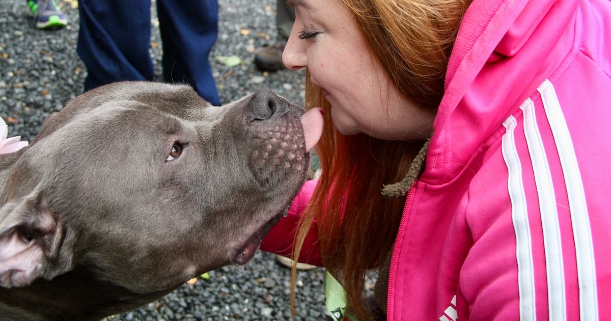 XL bully dogs facing being put down given reprieve until next year