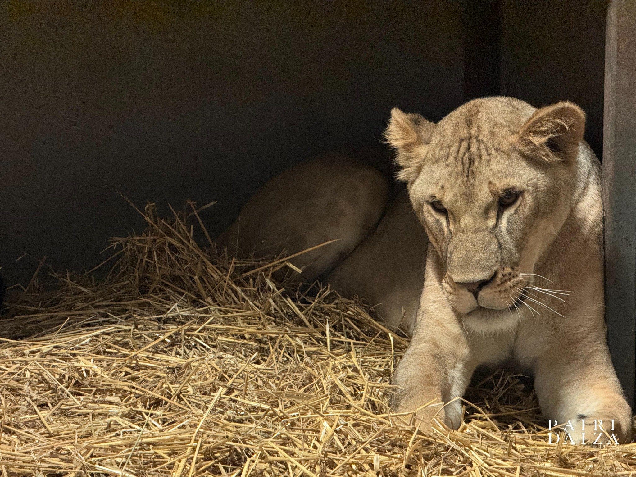 Pairi Daiza welcomes two lionesses from Ukraine