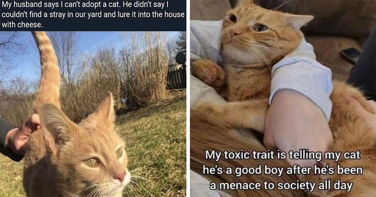 27 Silly Sunday Memes Featuring Feisty Felines and Cozy Fall Vibes