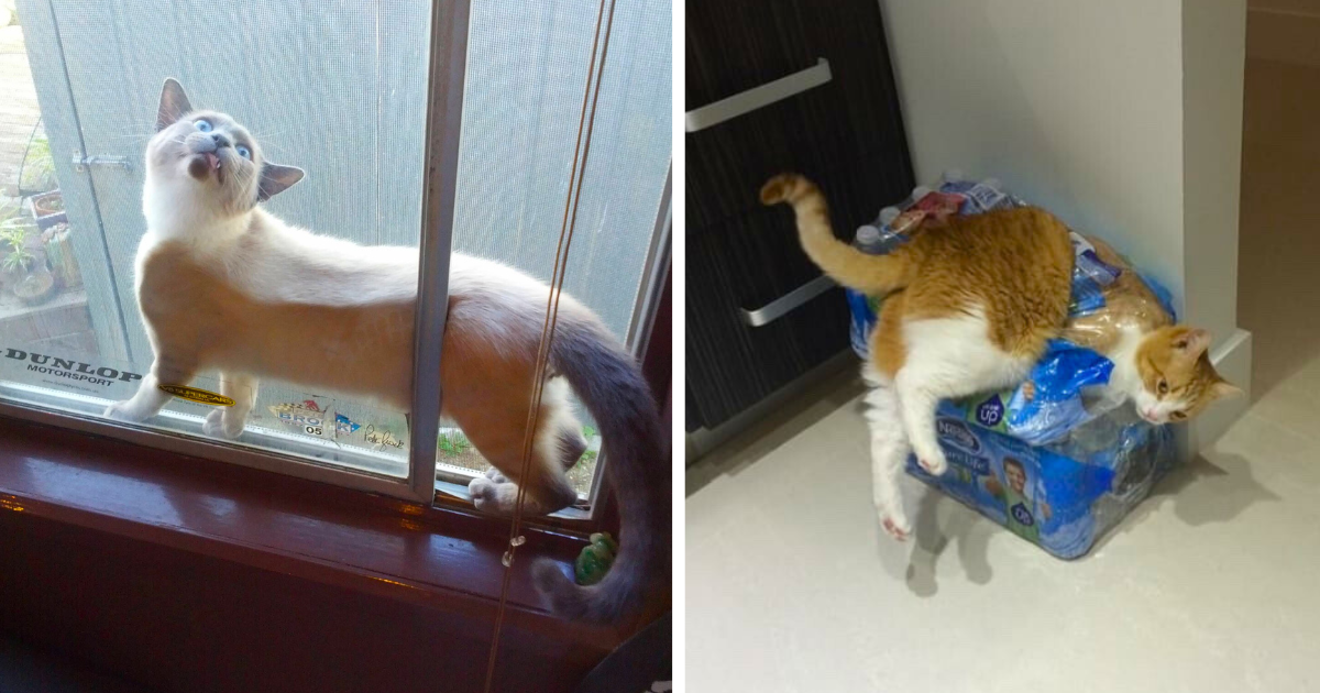 31 Silly Meowmentos of Curious Cats Stuck in Purrfectly Preposterous Places to Avoid Going Back to Work Tomorrow