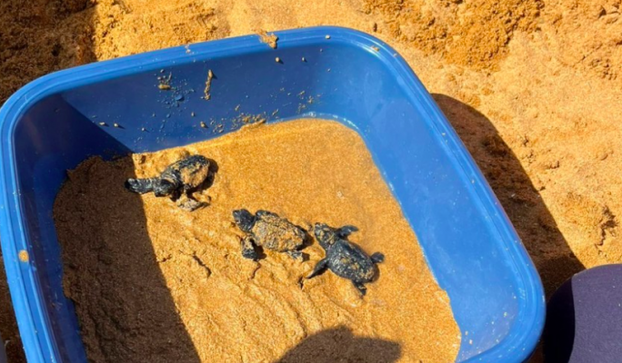  Last turtle nest found this season hatches early, producing 67 hatchlings 