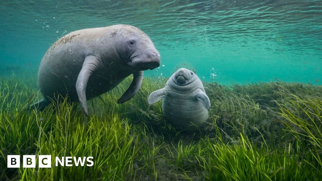 Manatee mummy and calf charm wildlife photo judges