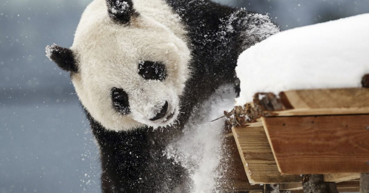 Zoo in Finland returning giant pandas to China as they are too expensive to keep