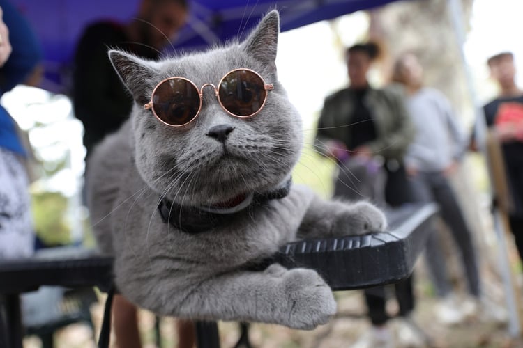 Pet Parade Held in Ruse