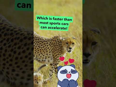 WOW: The Fastest Land Animal | Climate Champions | Cartoon Network UK | #shorts #Wildlife