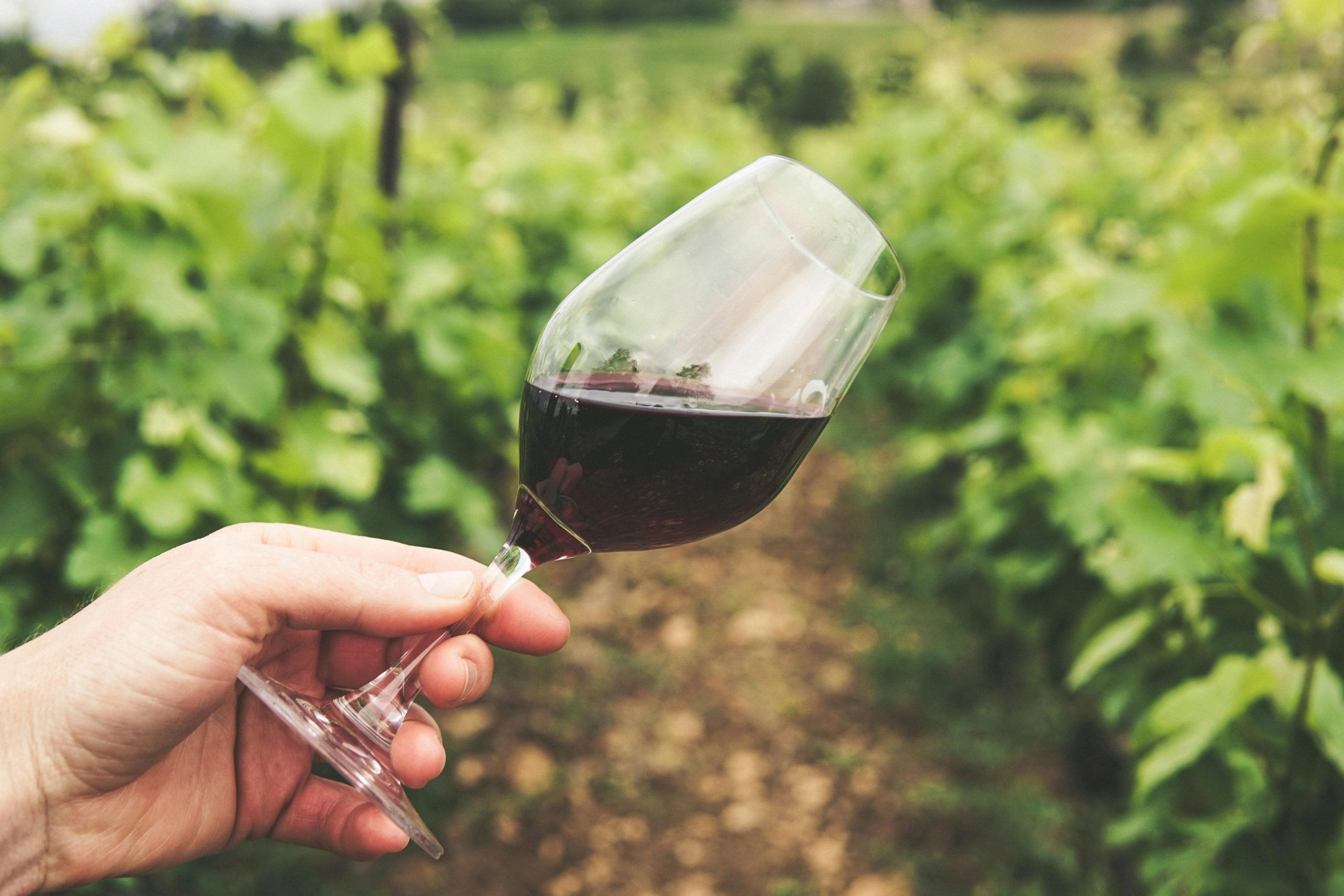 Targeted Support of the Wine Sector Reflected in Improved Quality