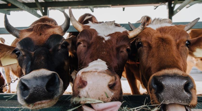 Video: Dutch watchmaker restores Rolex 50 years after it was eaten by a cow