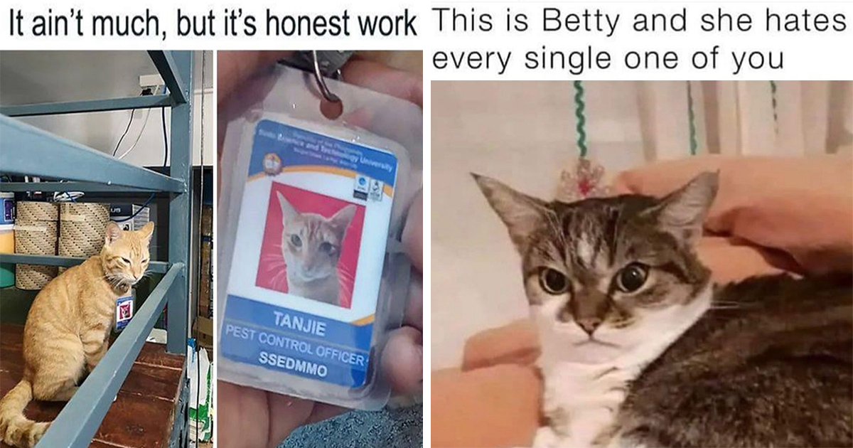 20 Funny Feline Memes for Exhausted Workers Who Want to Call in Sick, Hide under a Blanket, and Cuddle with Their Cats All Day