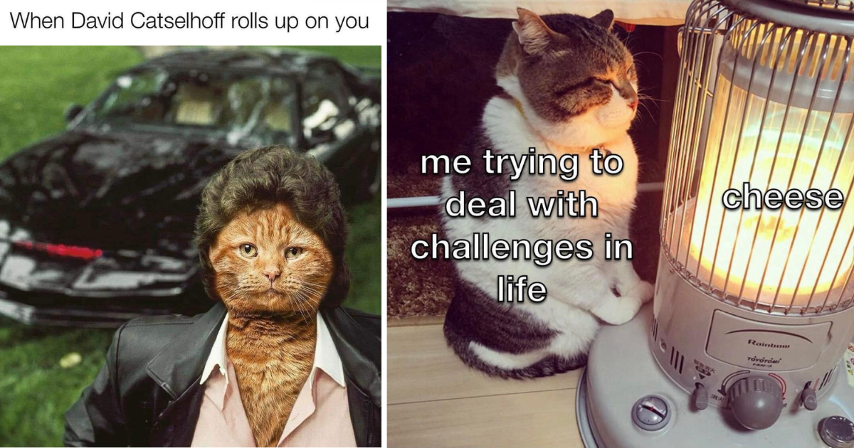 28 Flawless Fluffy Feline Funnies for Whisker-Weary Warriors Working Through Wednesday Woes