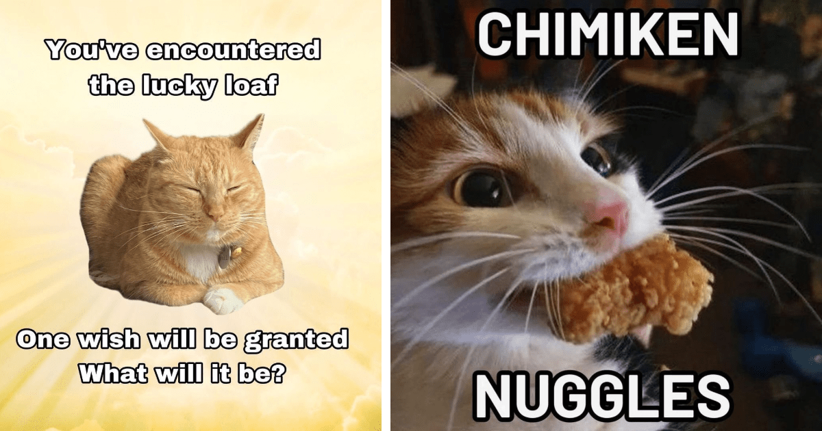 22 Hilarious Cat Pawsts for Hangry Hoomans Who Need Distracting from the Overwhelming Urge to Monch Chimken Nuggies