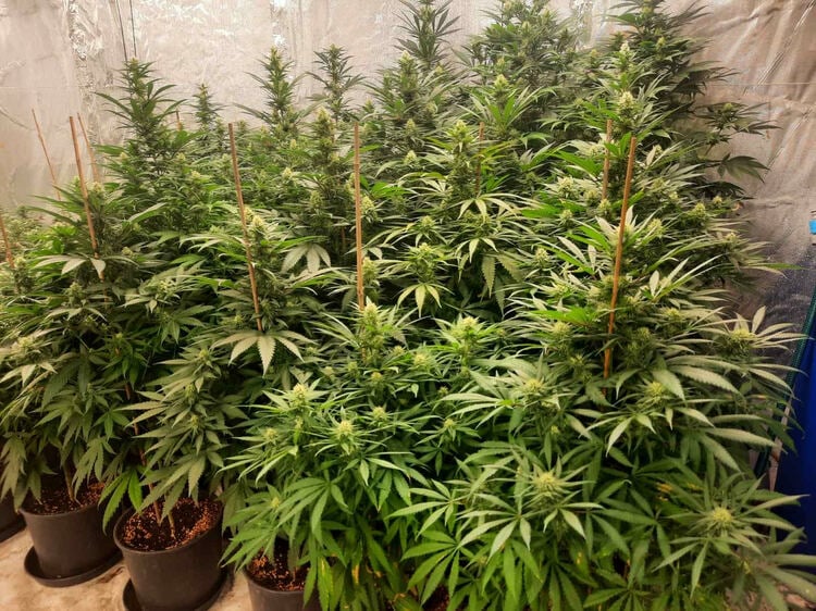 Large Marijuana-growing Greenhouse Discovered in Rural SE Bulgaria