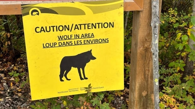 Wolf killed at Yellowknife's Ranney Hill was in bad shape; likely same wolf that bit hiker