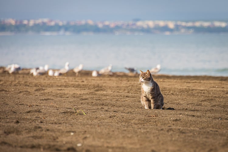 Exhibition of Cats, Dogs to Promote Adoption of Strays in Ruse 