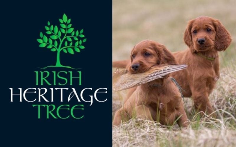 Plant an Irish Heritage Tree for your beloved pet on the Feast Day of St. Francis