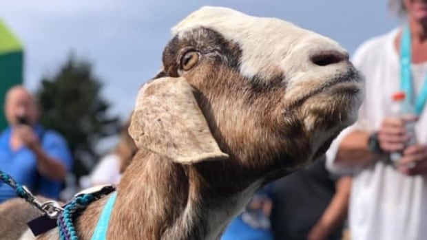 Race-medalling Joshua the goat has become an international sensation, says owner