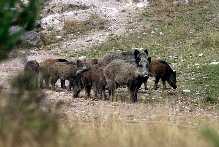 Group Hunt for Wild Boar, Small Native Game to Open on October 5