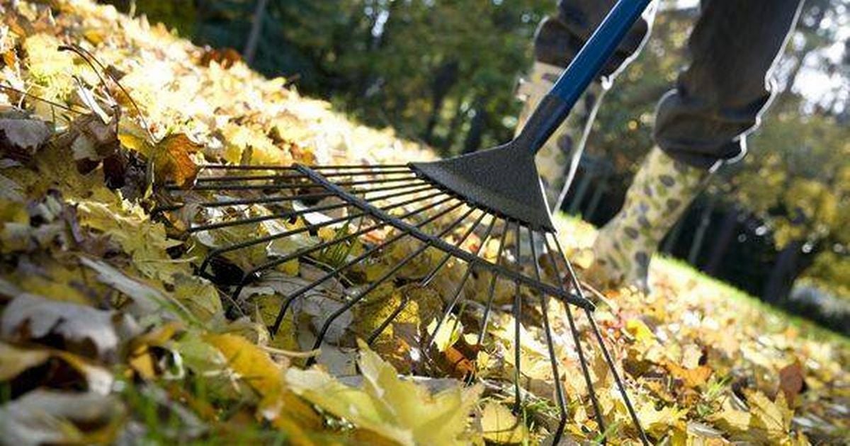 Gardeners must never throw leaves in the bin