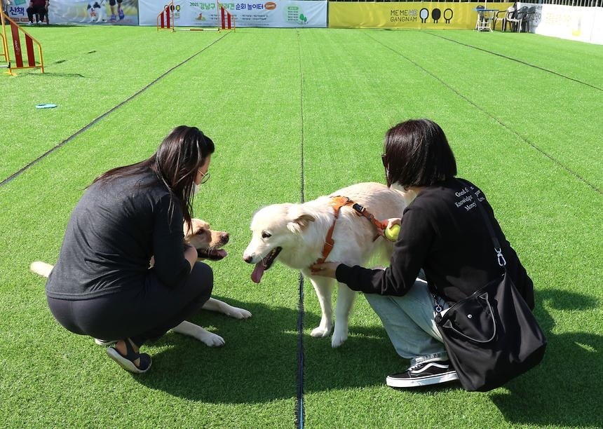 Take your dog to a festival this October