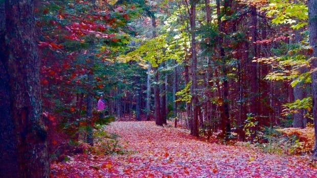 All you need to know about the province's changing fall colours