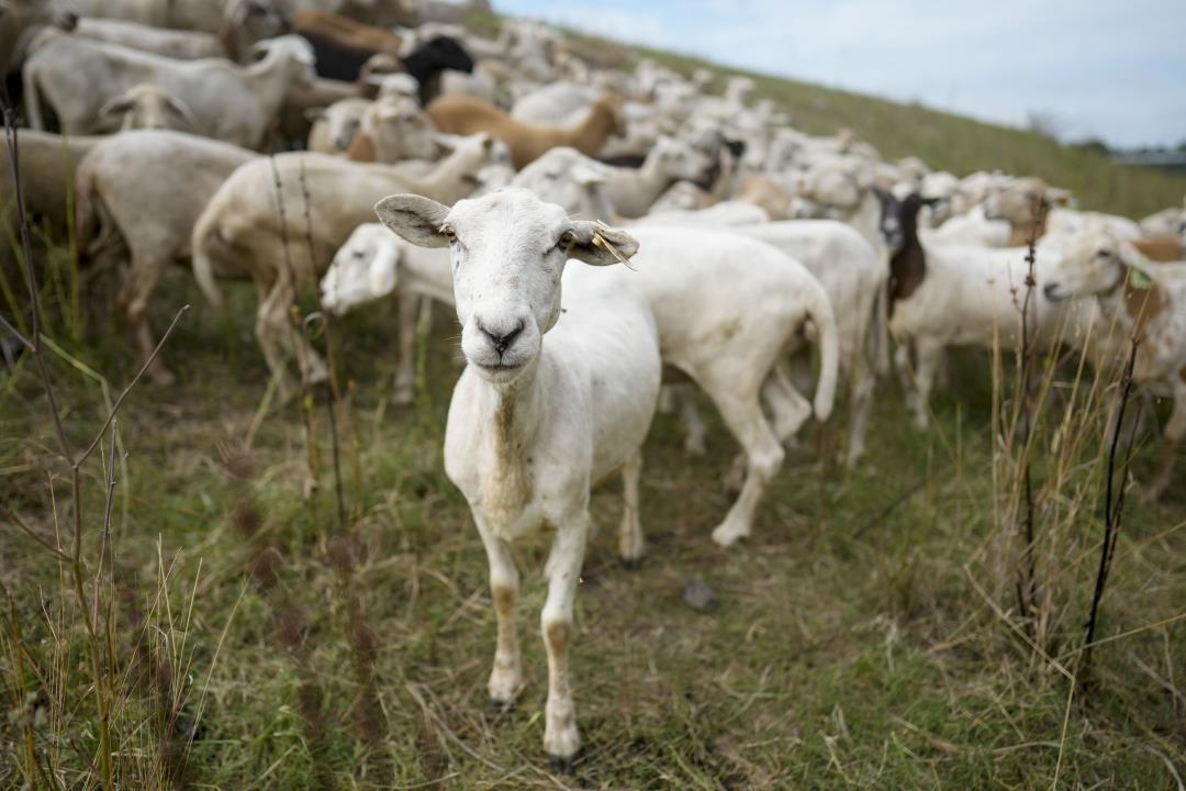 Not a Baaaad Idea for Cities Looking to Clean Up Land