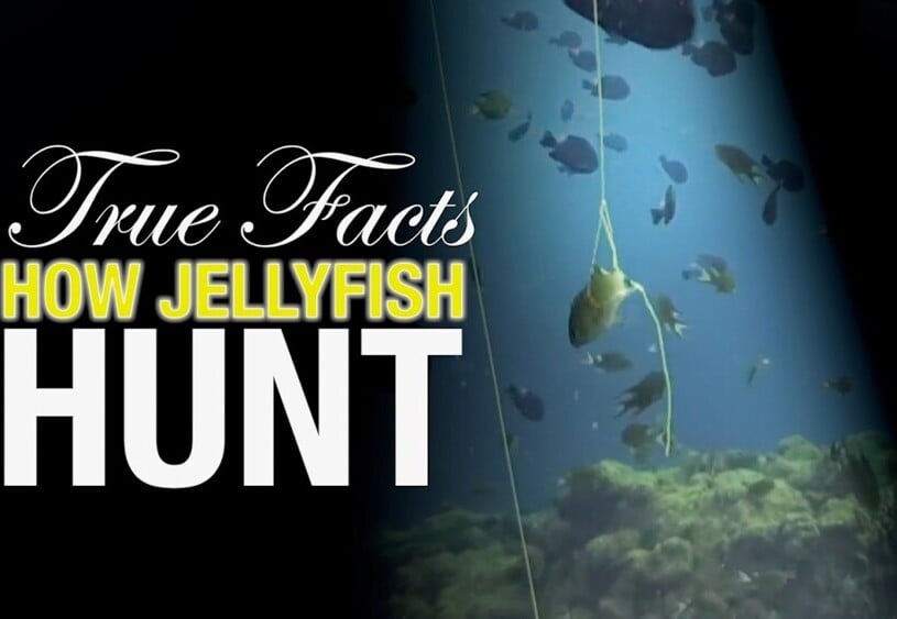 Ze Frank's True Facts: How Jellyfish Hunt