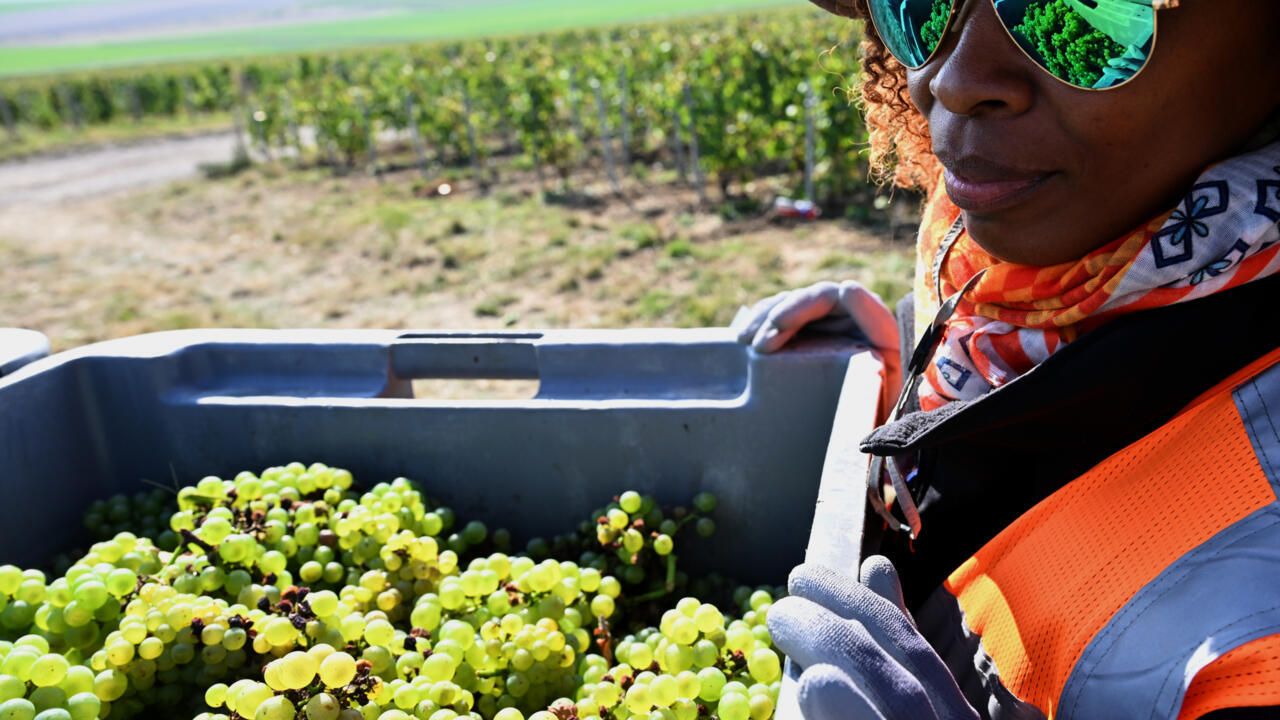 French champagne makers aim to protect grape harvesters from abuse