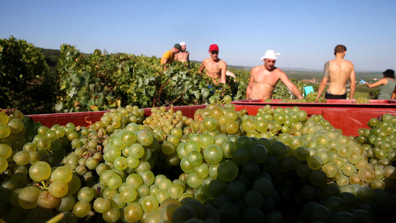 French champagne makers under pressure to protect pickers after harvest deaths