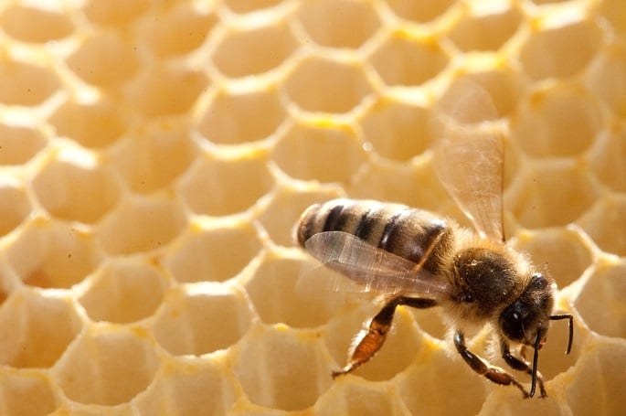 Beekeepers: adulterated cheap honey remains a problem