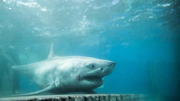 A pair of great white sharks and a sea turtle are basking off the coast of Newfoundland, tracker shows