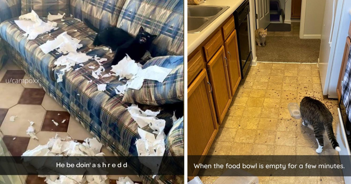 26 Hilarious Cat Meowments From Feisty Fur Babies That Purrfectly Shattered Our Sanity (But They're Still Better Than a Hooman Child)