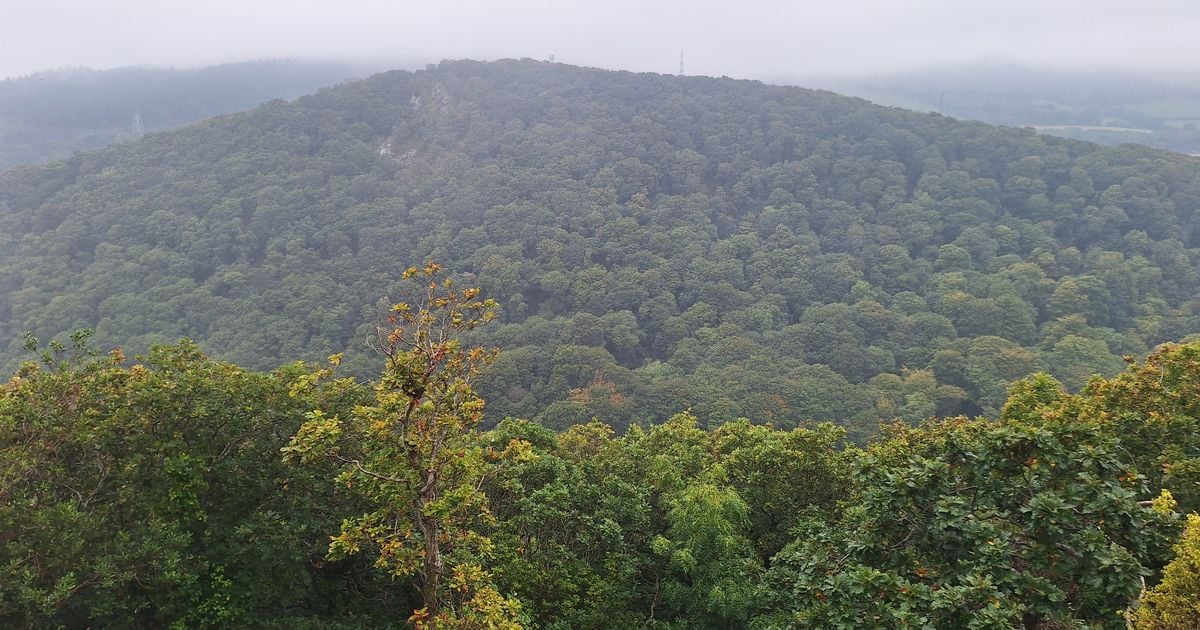 Government urged to buy Wicklow plot to double the size of rare oak wood