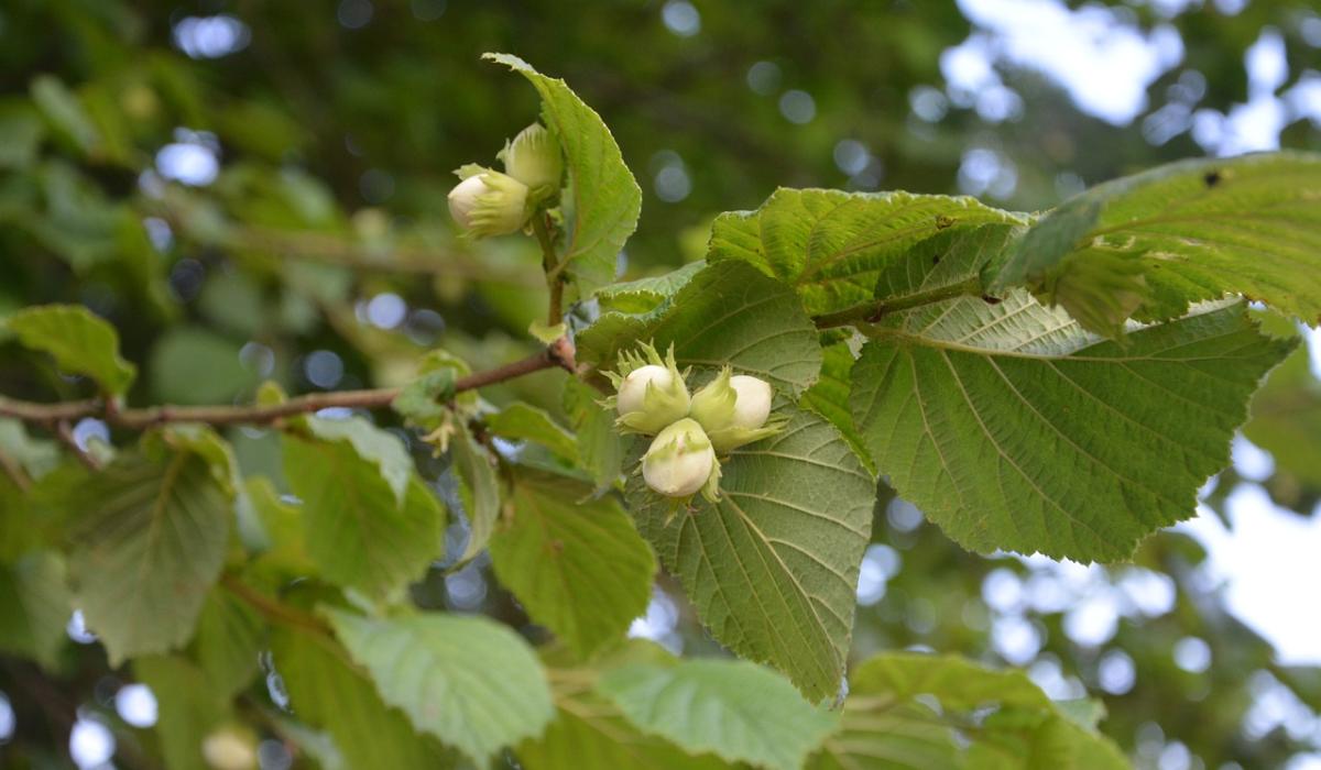 Donegal landowner before court for illegal clearance of 150 native trees