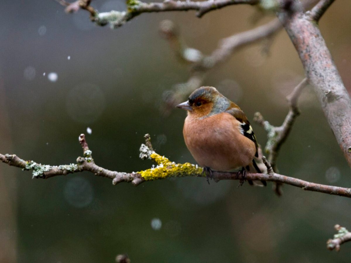 Over 90,000 birds spotted in Switzerland for EuroBirdwatch event