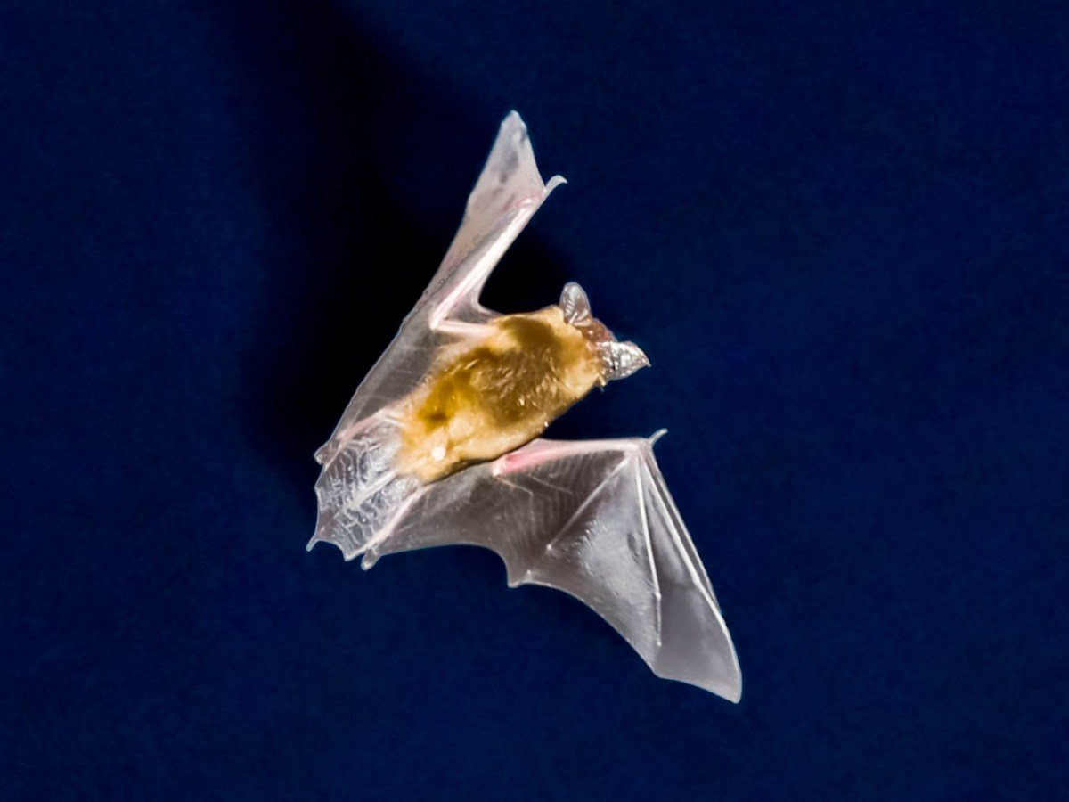 Rabies virus detected in a bat in Switzerland