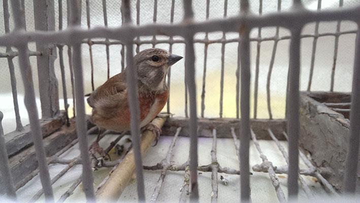 BirdLife Malta opposes finch trapping in Ornis Committee meeting