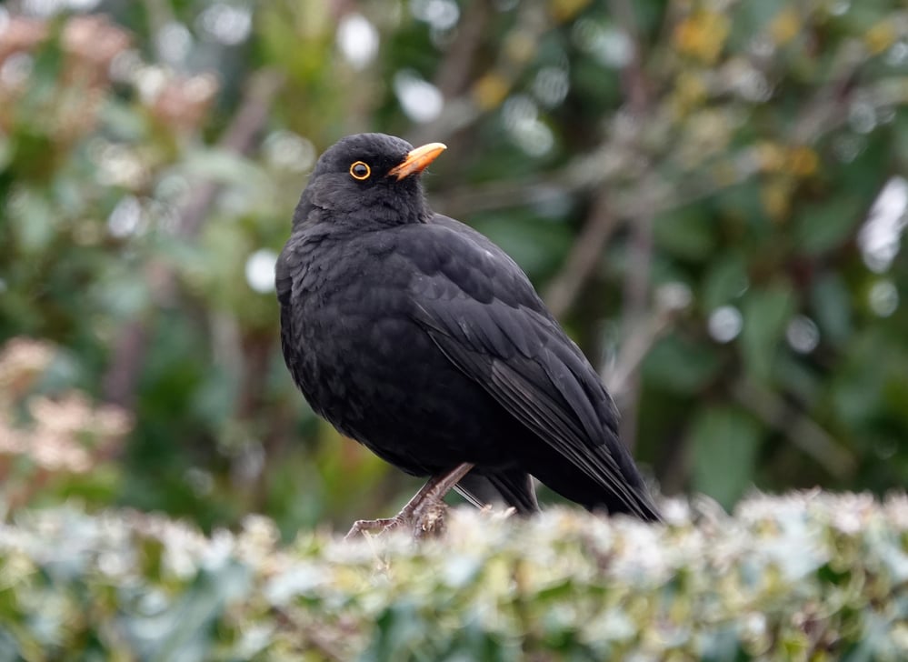 Pesticide still used in NL is killing birds as well as bees