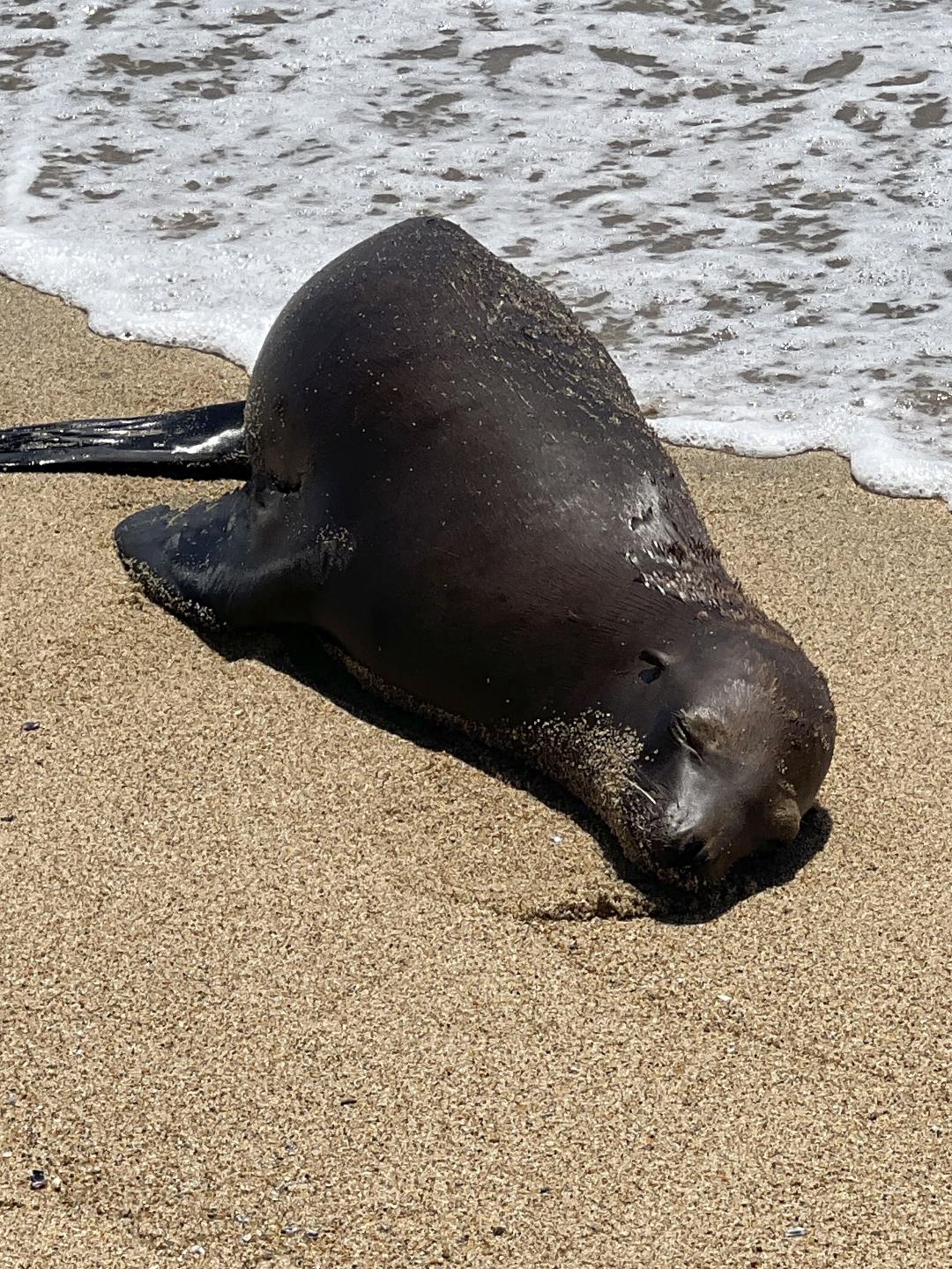 Sea Lion Lying on a California Beach Is Fatally Shot