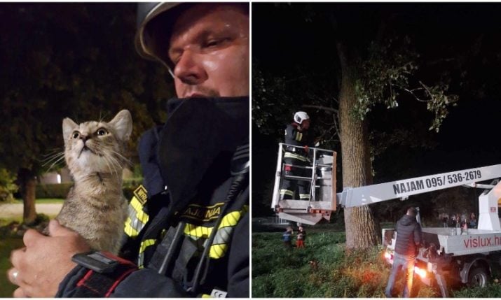 Croatian firefighters rescue kitten stranded for four days