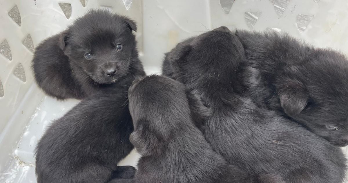 Five little puppies rescued from 'certain death' after being found in coal bag on New Ross Bypass