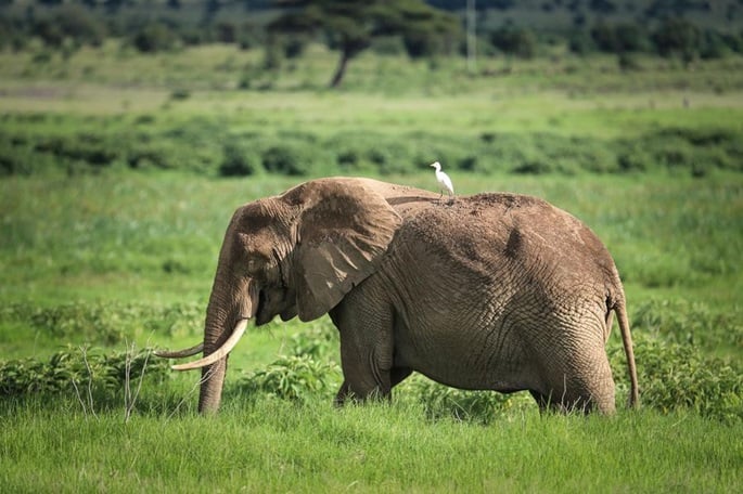 Africa's wildlife population declines by 76%: WWF