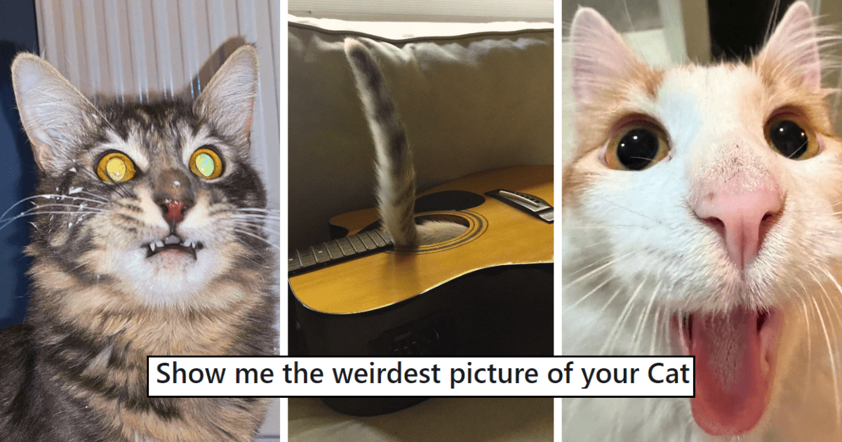 28 Wonderfully Weird Cats Caught in Crazy Pictures Taken By Their Hissterically Cackling Hooman Cat Pawrents