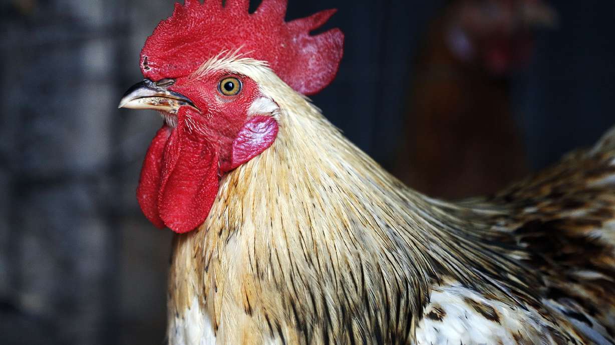 Bird flu forces the culling of 1.8 million chickens in northern Cache County