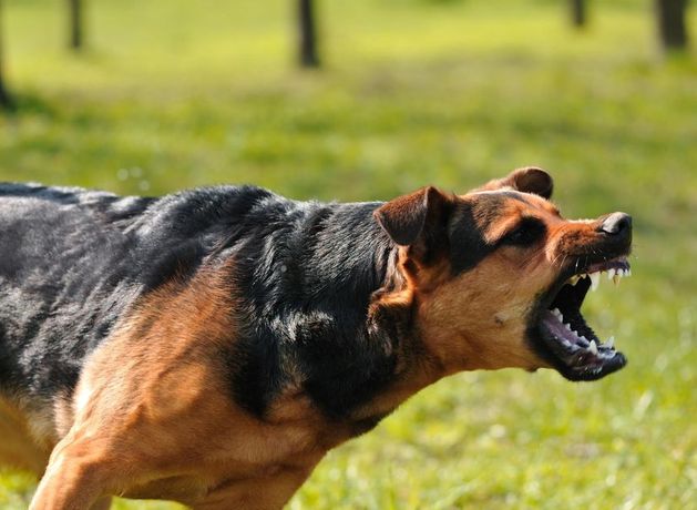 442 people injured amid steep increase in recorded dog attacks last year