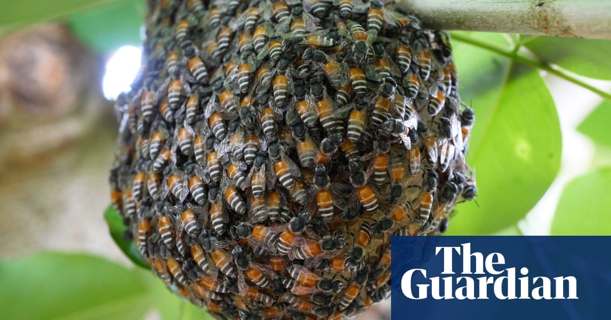 Colony of invasive red dwarf honeybee found for first time in Europe