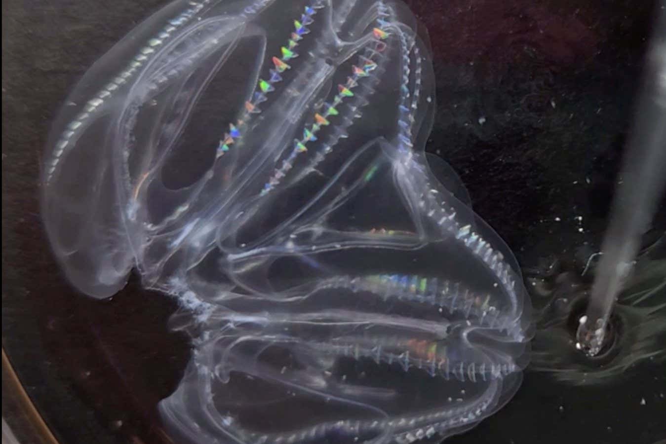 Two injured comb jellies can merge to form one individual