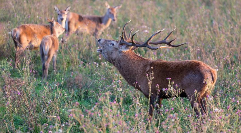 Scientists concerned about biodiversity as Cabinet refuses to present nature plan