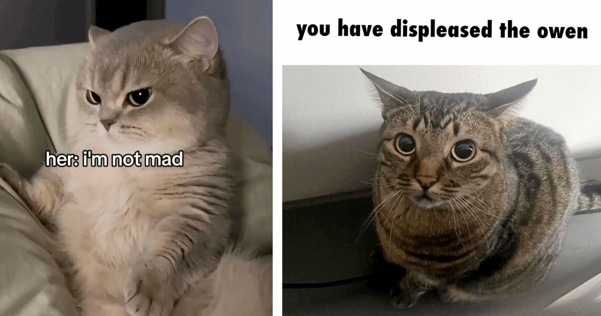 25 Angy Catto Memes for Frustrated Hoomans Who Hate the Idea of Going to Work Tomorrow