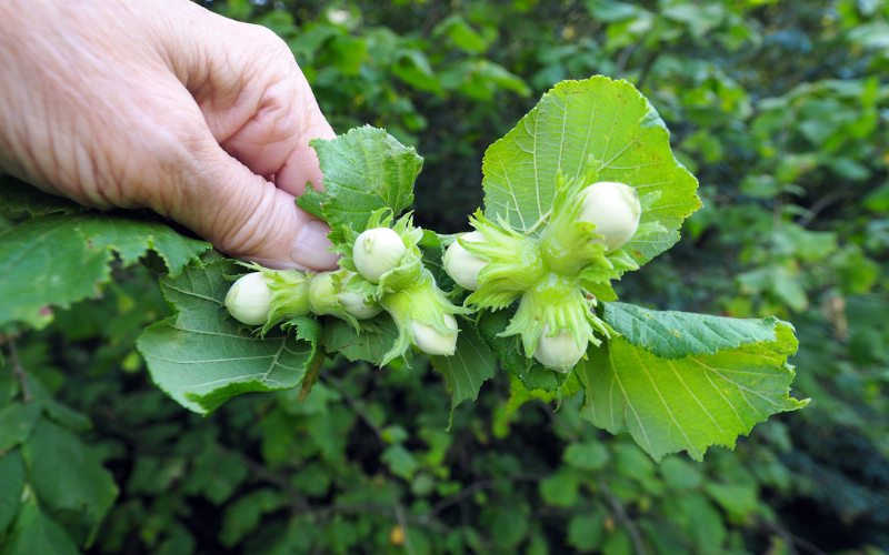 Ireland's native Hazel Tree, rooted in history and mythology