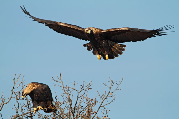 Imperial Eagle Festival to Be Held in Topolovgrad on October 19