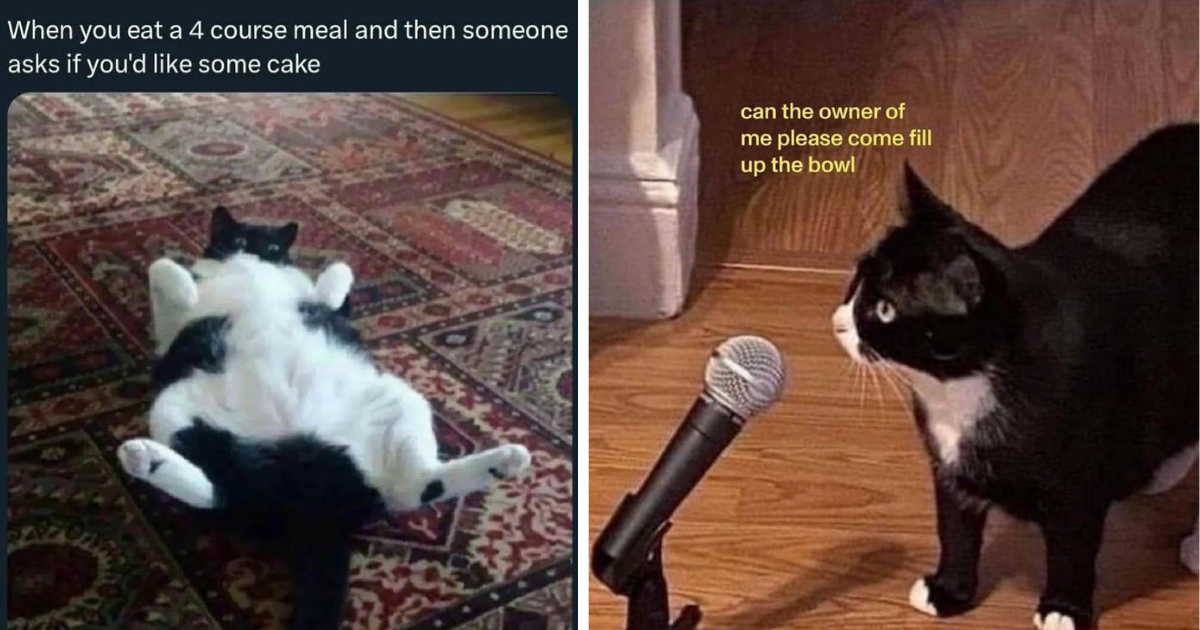 23 Foodie Feline Memes Monching on Your Meal While You're Conveniently Distracted by Cute Cats